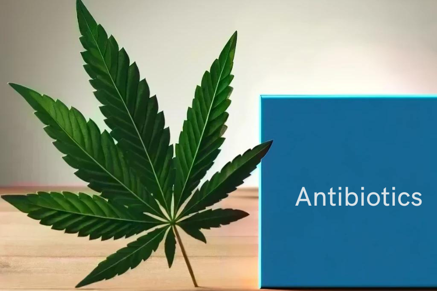 Cannabis y antibióticos (por ejemplo, amoxicilina, ciprofloxacina, azitromicina)