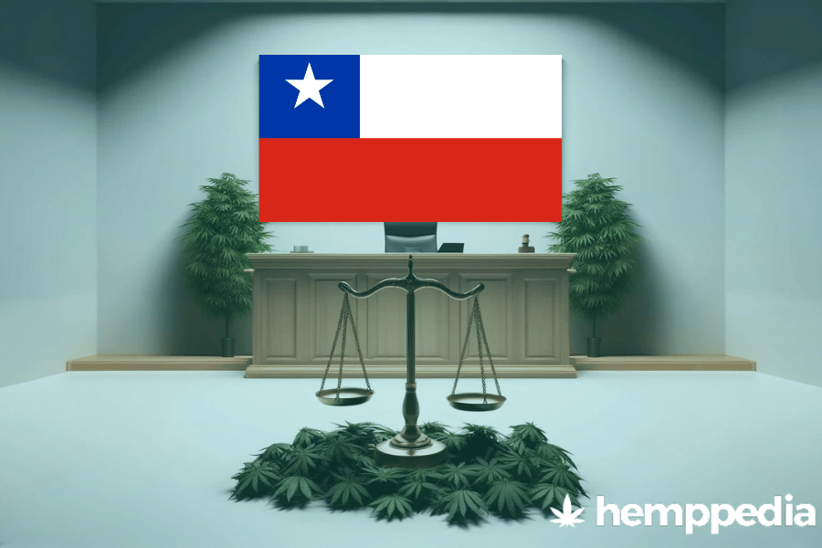 ¿Es legal el cannabis en Chile? – Actualización 2024