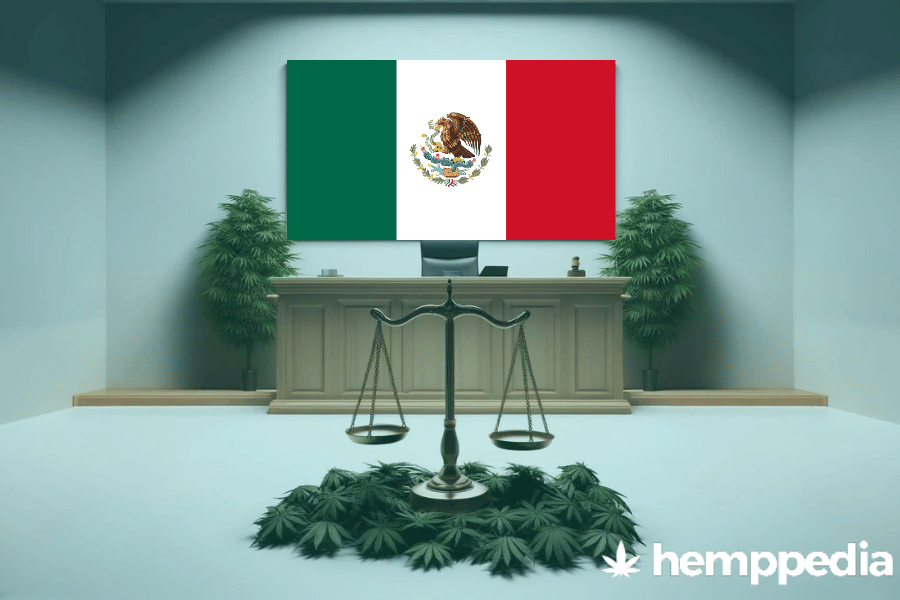 ¿Es legal el cannabis en México? – Actualización 2024