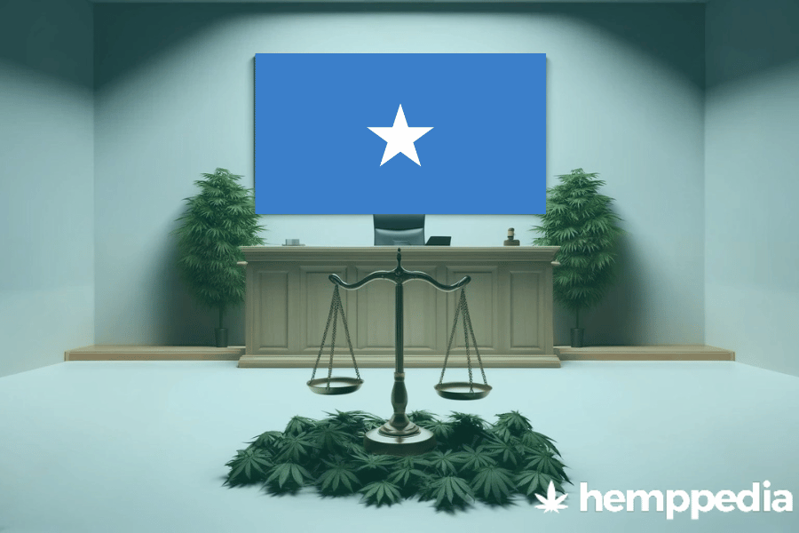 ¿Es legal el cannabis en Somalia? – Actualización 2024