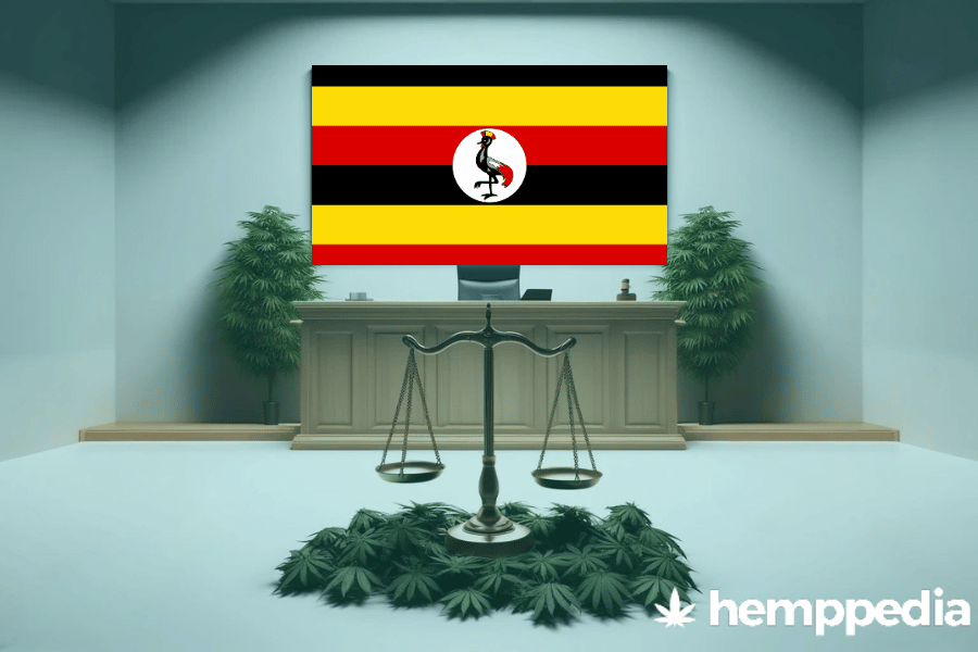 ¿Es legal el cannabis en Uganda? – Actualización 2024